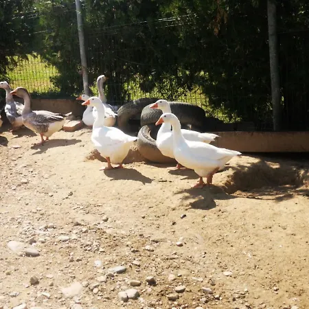 Langa Stana