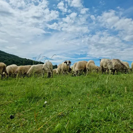 Langa Stana Curtea De Arges